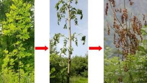 Longford County Council to lobby Agriculture Department for ash dieback support