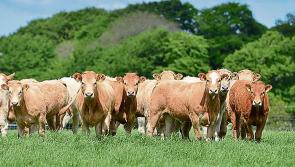 Farming in Longford: Now is an ideal time to Review 2023