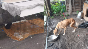 Woman in court after starving dogs rescued in filthy conditions in the Midlands