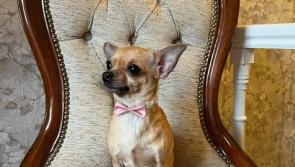 Chihuahua Lola to star in the Longford Musical Society production of ‘Legally Blonde’! 
