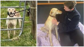 'Cowardly' act as lurcher dog abandoned in Longford and left tied to gate