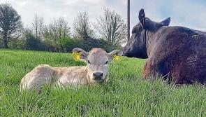 Longford Farming: Getting ready for the calving season