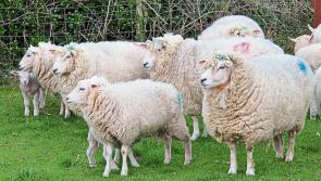 Longford Farming: Opening of new €8/ewe scheme important for sheep farmers