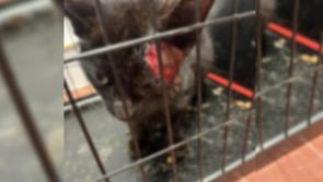 Shock as cat is set on fire 'by group of young people' before being rescued 