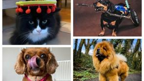 PICTURES: Spot the darling Longford pet on the scent of Nose of Tralee 2024 title
