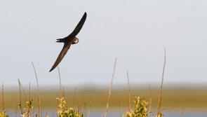 Longford Swift Conservation looking for volunteers