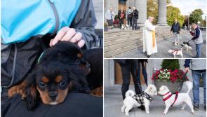 PICTURES: Longford pet owners out in their droves for annual animal blessing ceremony 