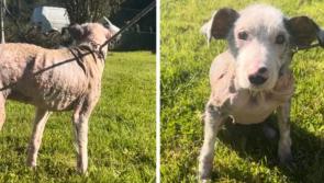 Update issued on neglected one year-old 'Chance' after heartbreaking rescue