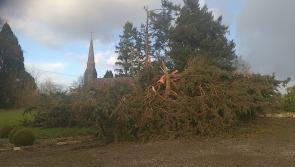 PICTURES | Dramatic photos as Storm Darragh bares his teeth knocking trees in Longford and cutting power supply