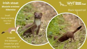 Longford wildlife enthusiasts asked: “Have you seen an Irish stoat?”