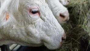 Longford Farming: January farm management tips from Teagasc 