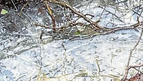 Longford family highlight 'unhealthy' and 'dangerous' pollution of stream running behind their house