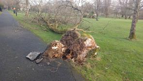 Albert Reynolds Peace Park (The Mall) in Longford closed due to fallen power lines and multiple fallen trees #StormÉowyn 