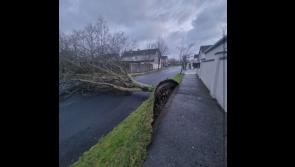ALERT: Motorists warned of fallen trees and blocked roads as Storm Éowyn wreaks havoc