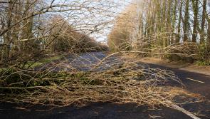 Clean-up continues across Longford in wake of Storm Éowyn with some road closures in place 