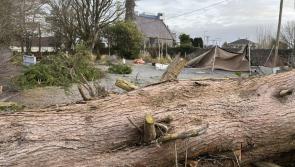 Soul destroying: Longford school sensory garden in final stages of completion torn asunder by Storm Éowyn