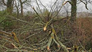 Storm Éowyn in Longford: Communities without light, heat, water or telephone coverage oscillating between hope and despair