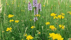 Longford Farming News: Advice on what to expect with an ACRES inspection 