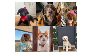 PICTURES: Cuteness overload! Furry finalists from every county for Nose of Tralee 