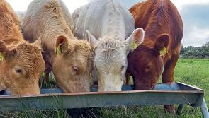 Longford Teagasc advisor outlines multiple benefits of creep grazing for suckler calves