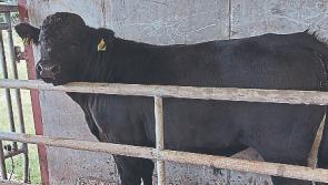 Longford farmers should know the importance of mid-season weighing