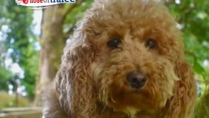 Don't 'paws' and think twice -- vote Longford's Nora for Nose of Tralee