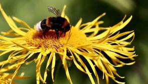 Free Nature Summer School opens doors to County Longford's hidden wildlife