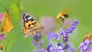 Keeping Longford's drinking water safe – think before you spray