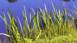 Ideas for Longford to have a 'national freshwater park' in Lough Ree