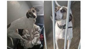 Ellie the Lurcher from Longford NSPCA to spend third Christmas in shelter 