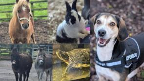 PICTURES | Cuteness overload: adorable animals at Longford rescue centre looking for a forever home 