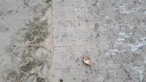 WATCH: Weather update as conditions underfoot deteriorate on  Day 2 of Ploughing Championships