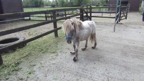 Pony with horrifically overgrown hooves being cared for at ISPCA Longford centre