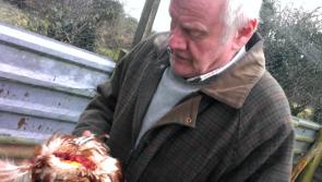 Video: Longford man devastated following pine martens attack on his hens and partridges 