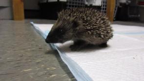 Watch: Cuteness galore with two baby hedgehogs at ISPCA's Kenagh headquarters