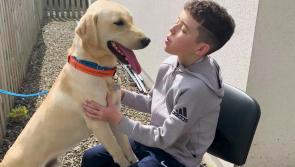 WATCH | Longford charity Cian's Kennels celebrates a year of bringing pets closer to sick children and their families