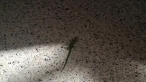 WATCH: Leaping lizards - look who popped in to visit popular Longford tourist attraction 