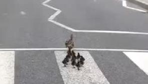 WATCH | What's the quack? Adorable footage shows a mother duck and her ducklings taking a walk in Longford town