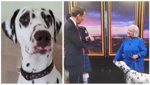 Longford woman immensely proud of her award winning Dalmatian 'Danny'