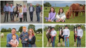 PICTURES | Longford equine enthusiasts bask in sunshine and thoroughly enjoy Open Day at Traditional Irish Cob Centre of Excellence