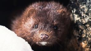 Letter to the Editor: Banning fur farming a major step forward