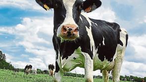 Longford Leader Farming: ICMSA predicting next week’s milk price announcements to hit 45cpl