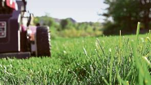 Grass verges in Longford left uncut due to Covid-19