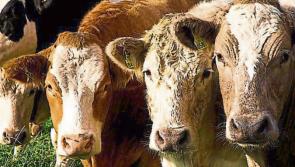 Longford Leader Farming: Beef input costs have overtaken increased factory prices  