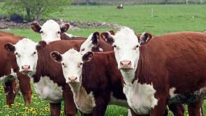 Mixed reviews following the conclusion of beef crisis talks
