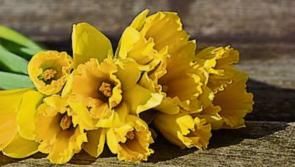 Longford Daffodil Day street collections cancelled by Irish Cancer Society over threat of coronavirus
