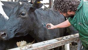 Longford Leader Farming: Groups welcome positive first steps from TB Forum meeting