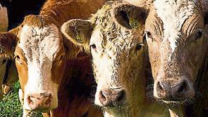 ‘Huge disappointment’ for farmers as details of  REAP revealed 
