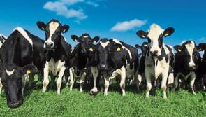 Longford Leader Farming: Time to think about becoming an organic farmer
