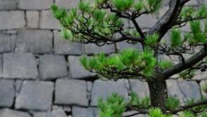 Gardening: The art of niwaki and topiary